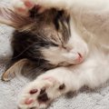 猫が両手をぐーんと伸ばしながら寝る4つの理由