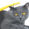 愛猫の「歯ブラシマッサージ」って何？スキンシップの一環に取り入れ…