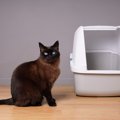 猫がトイレを『我慢する』3つの理由　すぐに対処しなかった場合の危険…