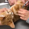 保護した子猫が『初めてのワクチン』で見せた反応…まさかの行動が癒や…