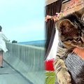 鳥に狙われる橋の上の子猫……温かい家族に囲まれ幸せに♡