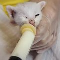 『ボロボロで保護された子猫2匹』の変化…2か月後の姿が感動的すぎると42万…