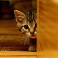 猫が怖がる6つの事。どうして怖いのかを理解して対策を！