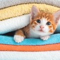 猫の健康に悪影響も！洗濯物の『部屋干し』対策4選