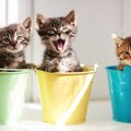『よく鳴く猫』の特徴４選！鳴かない猫との違いとは