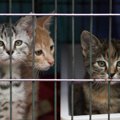 「団地で猫2匹までは飼育してOK」シンガポールの新制度が、かえって捨て猫…