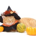 猫に『かぼちゃ』を与えても大丈夫？3つの注意点と栄養素について