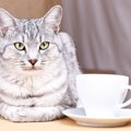 猫に絶対に与えていけない『危険な飲み物』3選　誤飲した場合の症状も
