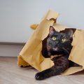 猫に『紙袋・ビニール』が危険な3つのワケ　好きだからこそ気をつけた…
