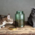 猫の流動食の選び方と与え方について