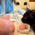 猫が『赤ちゃんを初めて見たとき』の反応…初対面の様子がやさしさで溢…