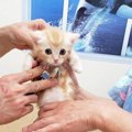 猫のために梅雨対策！猫の皮膚病「ホットスポット」の予防法と対処法