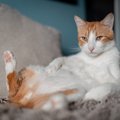 猫の『座り方』がおかしいときに考えられる４つの病気