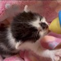ママとはぐれた生後2週間の子猫…心配されたミルク飲みの結果は？