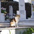 猫の葬儀をする時に知っておくべき事