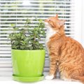 猫に安全な観葉植物のおすすめ5選！