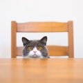 猫が『テーブル』に登りたがる3つの心理　効果的にやめさせるための方…