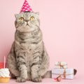 猫の『うちの子記念日』とは？愛猫に喜んでもらえるお祝いのアイデア3…