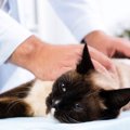 猫が尿毒症になった時の症状や原因と予防法について