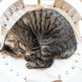 猫が『丸まって寝る』心理３選！ニャンモナイト状態で眠るには理由が…