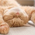 『猫＝寝子』猫の睡眠にまつわる豆知識4選　なぜあんなに長い時間寝る…