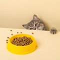愛猫がコソコソ隠れて食事をするのはなぜ？考えられる4つの原因と対処法