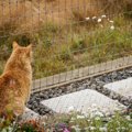 野生動物保護のため「猫よけフェンス」の設置を　オーストラリアの審…