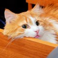 猫の『謎行動』ランキングTOP3！飼い主が困惑する動きの意味とは…
