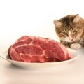 猫に『生肉』をあげても大丈夫？メリット・デメリットと与える際の注…