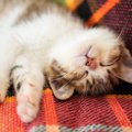 猫が寝てる時に『ピクピク』するのはなぜ？４つのワケ
