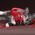 猫の耳が付いたヘッドホンがかわいい！おすすめ商品6選