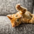 猫に咬まれる・ひっかかれると感染する『バルトネラ症』とは？その原…