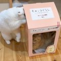 2匹の猫が『箱』で見せた可愛すぎる行動…仲良く譲り合う光景が永遠に見て…