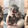 飼い主入院で残された猫たち…苦難を越え誕生した小さな命に感涙