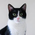 「白黒猫」ってどんな猫？性格や特徴をご紹介！カツラやヒゲなど、個…