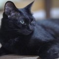 【癒し系猫動画】癒やされたい時は、休憩する猫を見よう