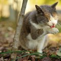 猫の黄疸は怖い病気の前触れ！原因を知って早期発見に繋げよう！