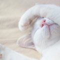 猫の『睡眠』に関する豆知識3つ！寝ている時間が長い理由とは…
