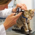 猫の耳の中は掃除をしたほうがいいの？正しい耳掃除の方法や注意点