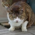 猫にとって『最悪な飼い主』の特徴3選