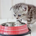猫が食べてはいけない食べ物5選！もしもの時の対処法