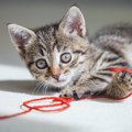 猫がおもちゃにしやすい『危険な日用品』５つ！事故や誤飲・誤食の原…