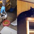 空腹でご飯に駆け寄る9匹の猫たち…多頭飼育崩壊から全頭を保護！