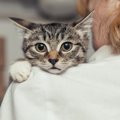 猫の性格別よくある『飼い主のお悩み』5選！上手に対応する方法とは？