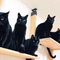 「誰が誰だか…笑」みんなソックリな黒猫軍団の写真が9.1万表示を突破中！