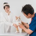 猫を『動物病院に連れていく』５つのタイミング　健康診断、駆虫…疎遠…