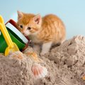 猫のトイレとして代用できるおすすめ商品3選！砂やスコップの代用品も…