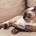 猫のiPhoneケースブランドとおすすめ商品5選！