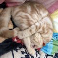 【かわいい】猫が「まぶしい寝」する理由５つ