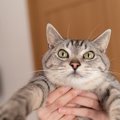 『抱っこ嫌い』な猫の心理5つ　好きになってもらうことはできるの？